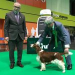 AM GCH, UK SH CH Sarabande Sweet Nothings (AI)