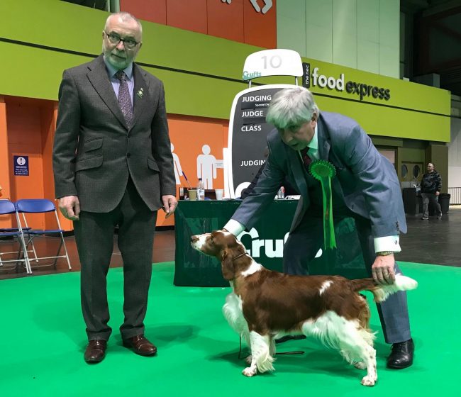 AM GCH, UK SH CH Sarabande Sweet Nothings (AI)