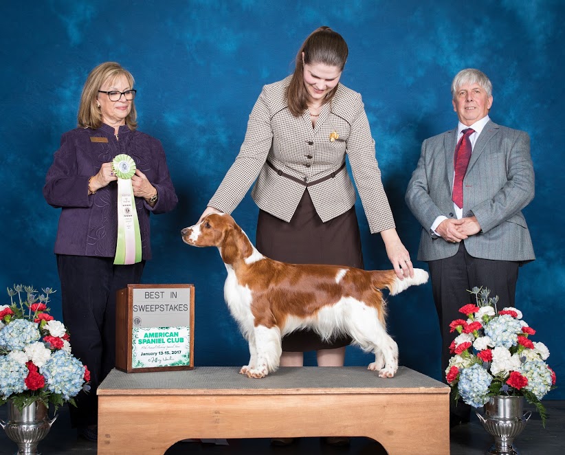 AM GCH, UK SH CH Sarabande Sweet Nothings (AI)