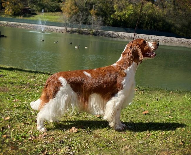 AM Ch Sarabande Dream Alliance AI