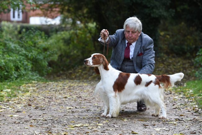 Sarabande Wild At Heart Ai