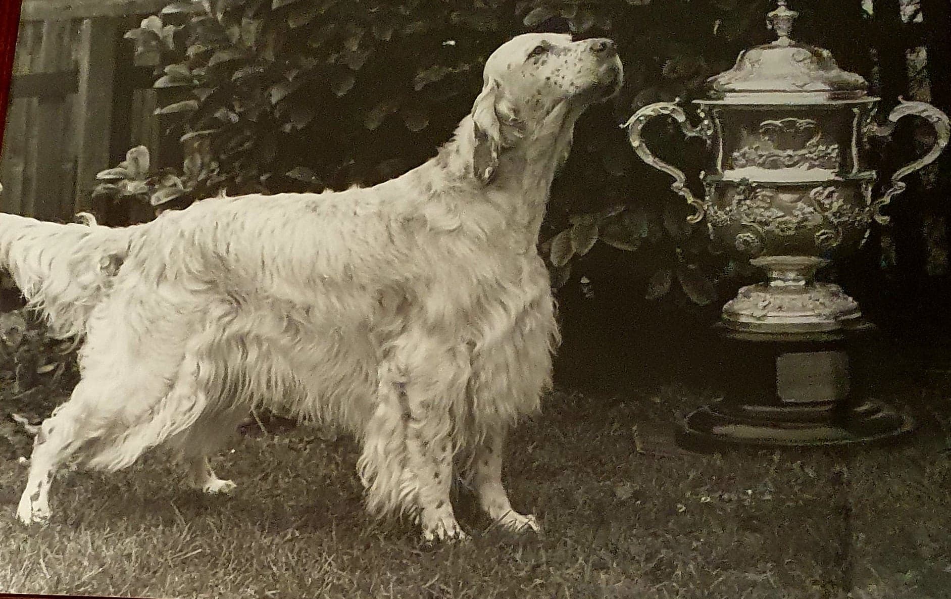 Ch Starlite Express at Valsett