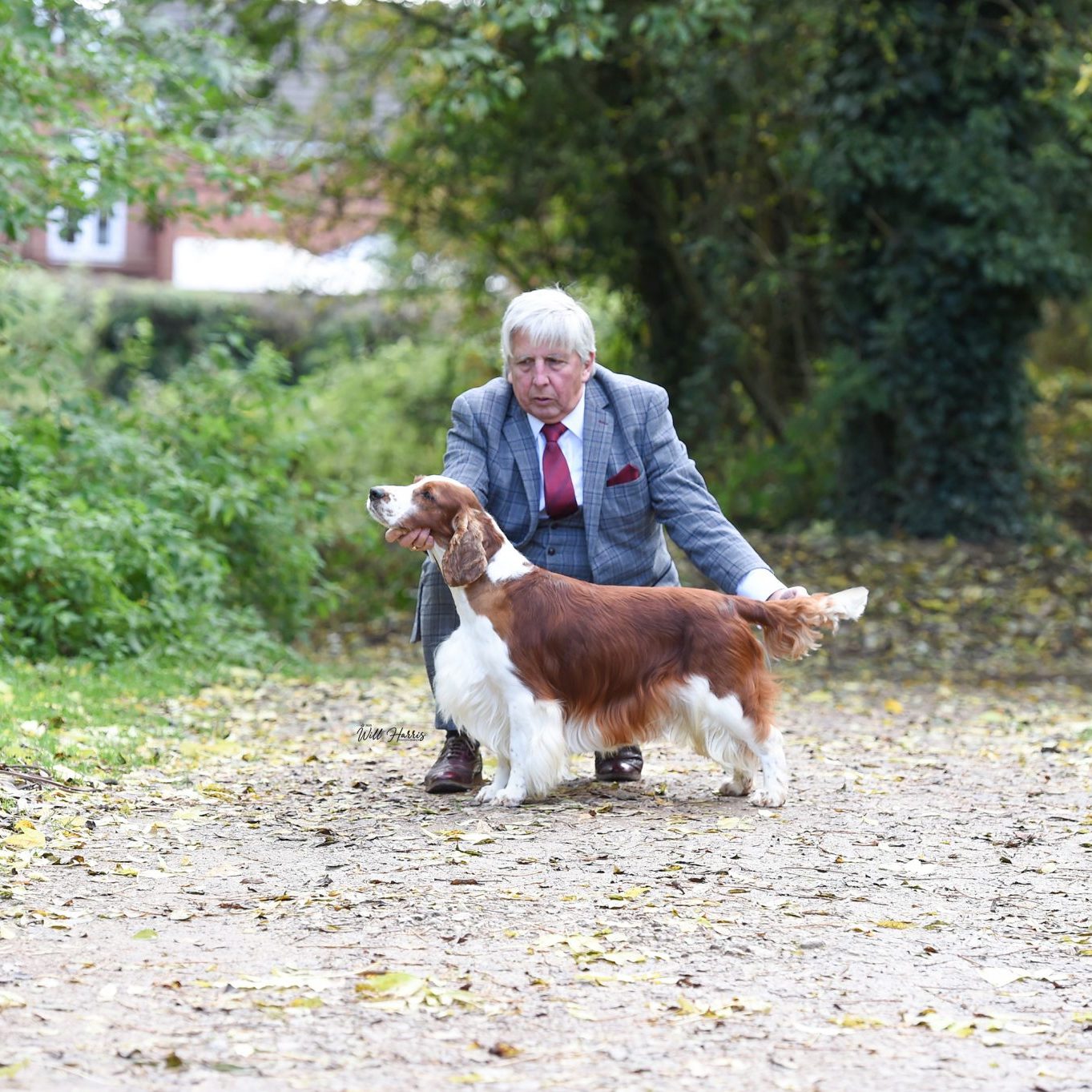 Sh Ch Sarabande Lord of the Dance Ai JW