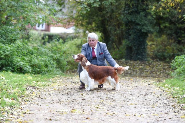 Sh Ch Sarabande Lord of the Dance Ai JW