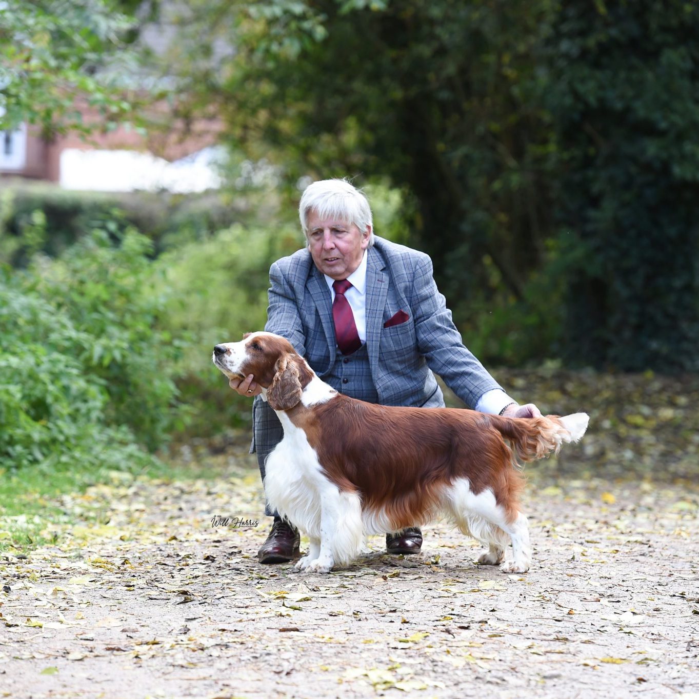 Sh Ch Sarabande Lord of the Dance Ai JW