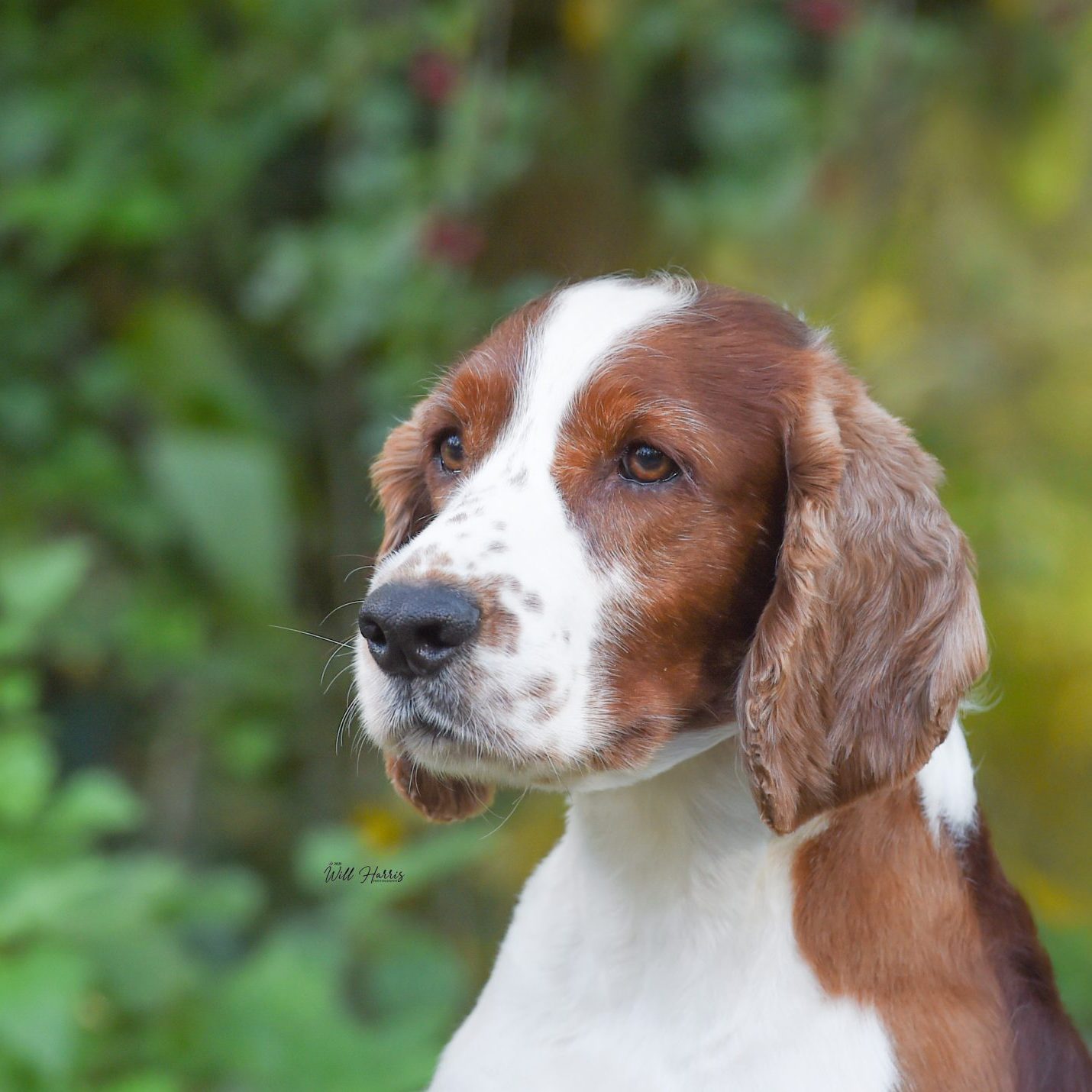 Sh Ch Sarabande Lord of the Dance Ai JW