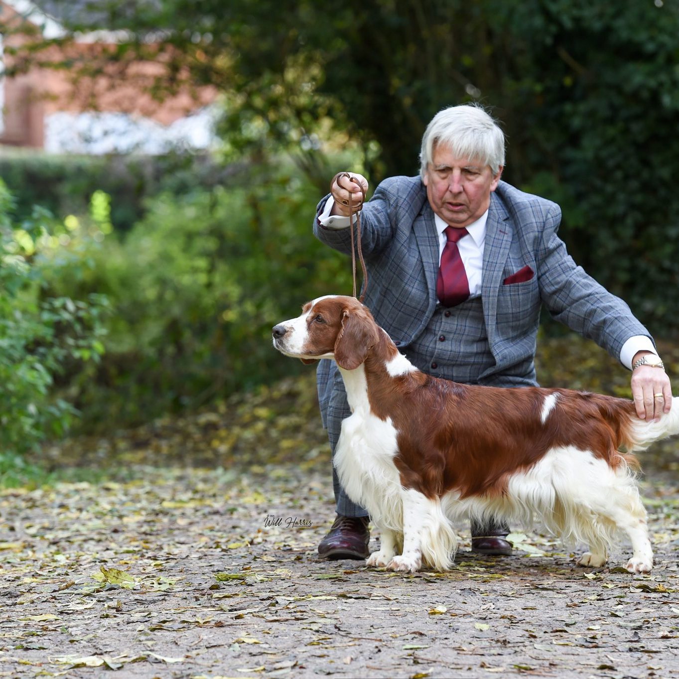 Am Gr Ch & Sh Ch Sarabande Sweet Nothings Ai (Re-Imp USA)