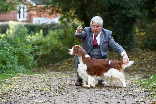 Am Gr Ch & Sh Ch Sarabande Sweet Nothings Ai (Re-Imp USA)