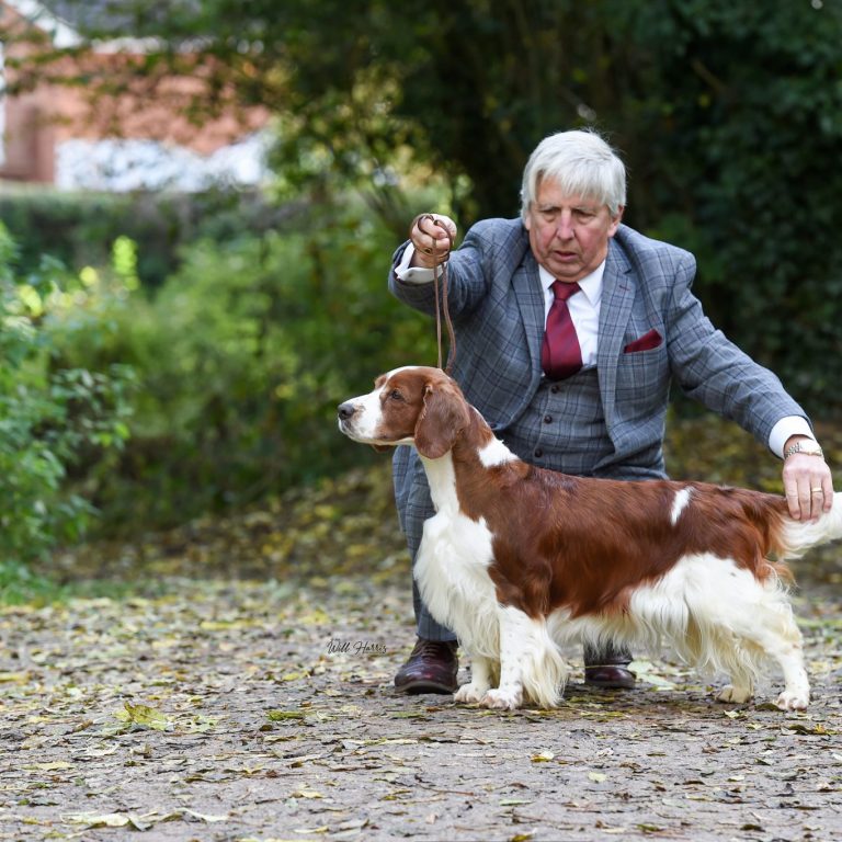 Am Gr Ch & Sh Ch Sarabande Sweet Nothings Ai (Re-Imp USA)