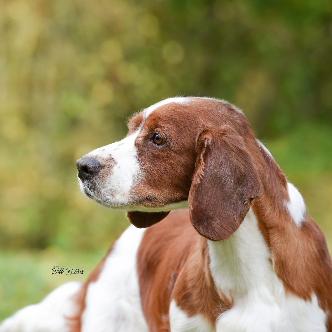 Am Gr Ch & Sh Ch Sarabande Sweet Nothings Ai (Re-Imp USA)