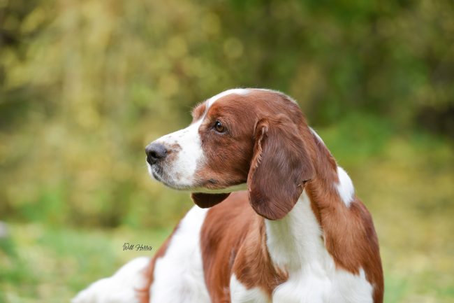 Am Gr Ch & Sh Ch Sarabande Sweet Nothings Ai (Re-Imp USA)