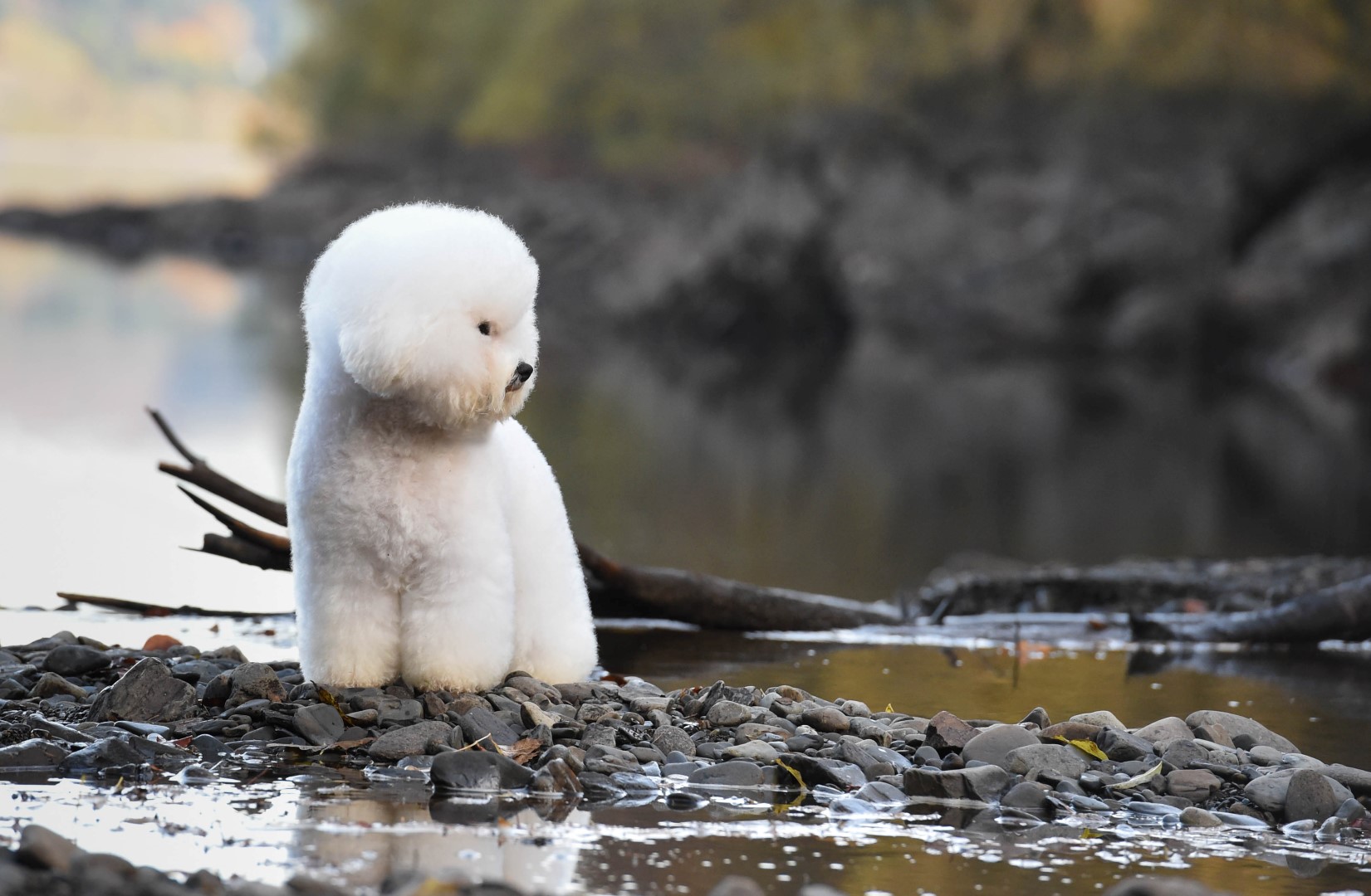 Ch Louisianna Troublemaker