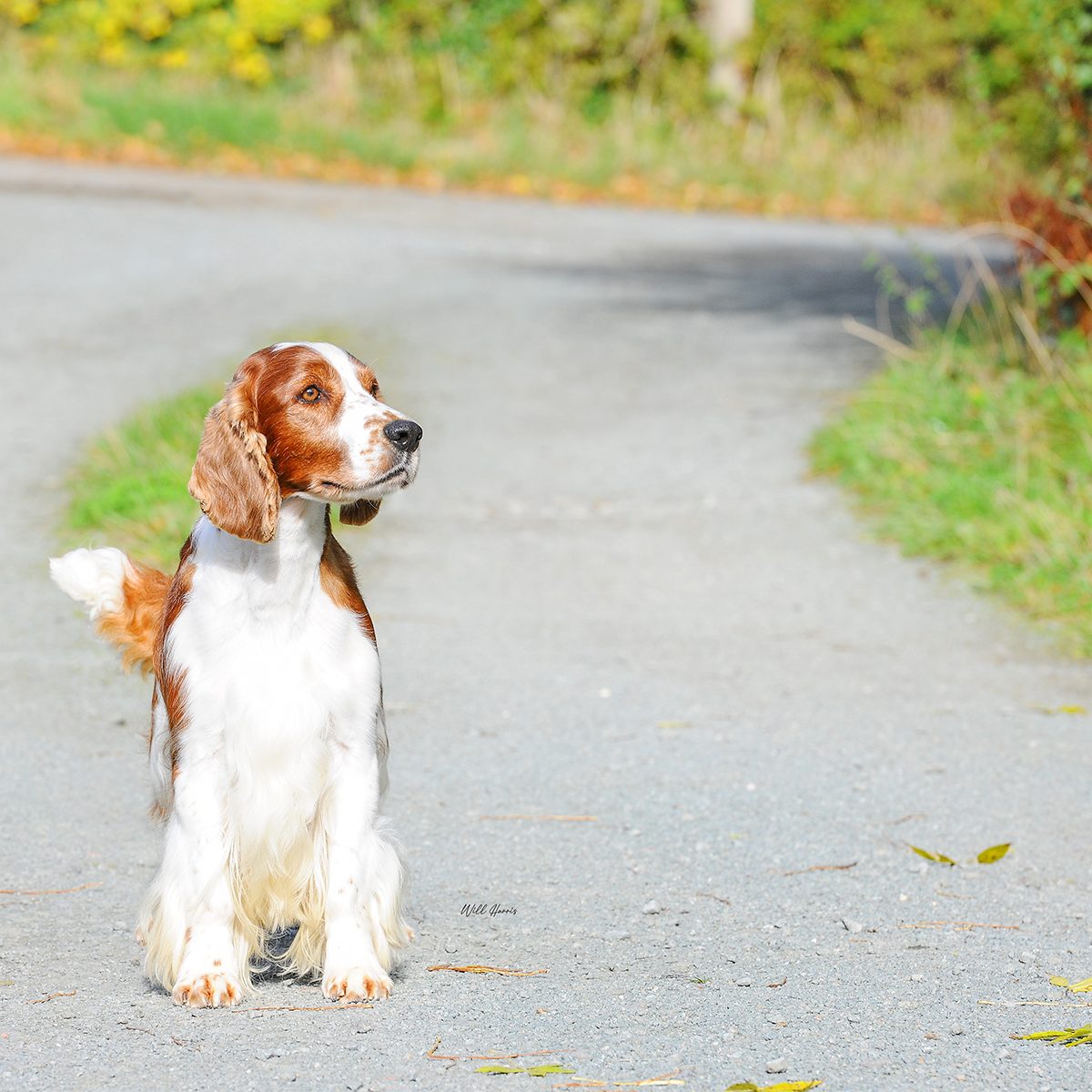 Sh Ch Sarabande Lord of the Dance Ai JW