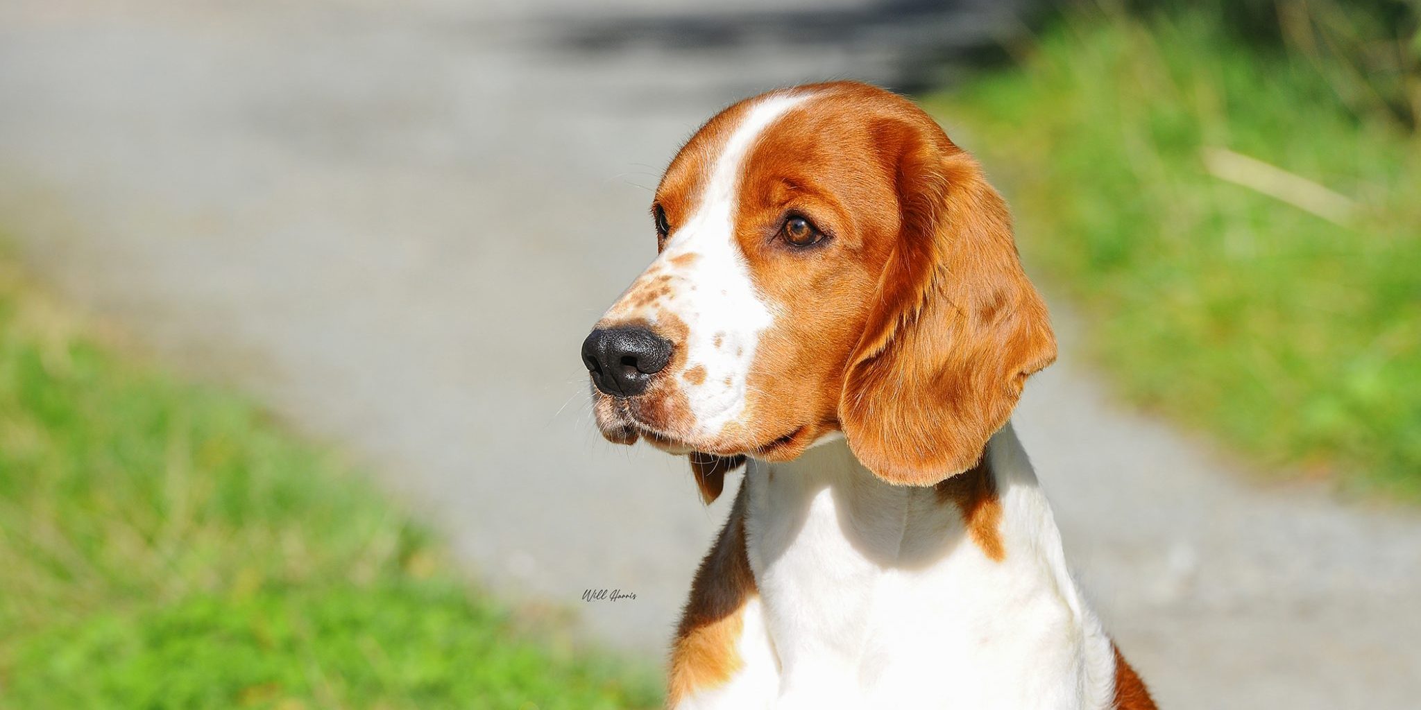 Sarabande Name of the Game (Ai)