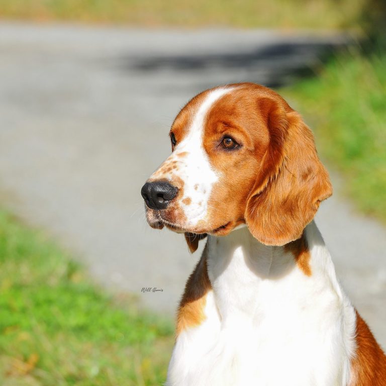 Sarabande Name of the Game (Ai)