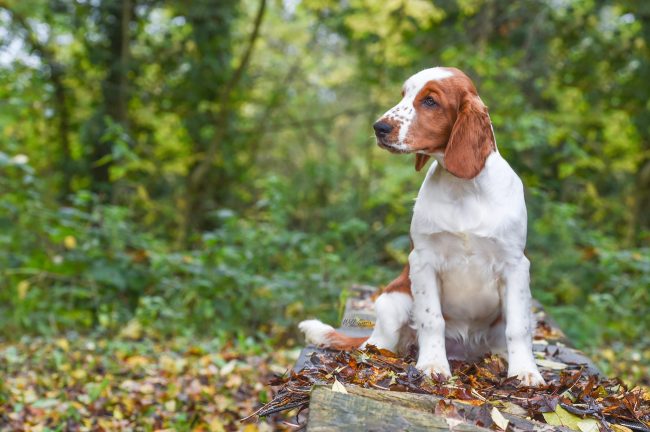 Sarabande Kisses of Fire (Ai)