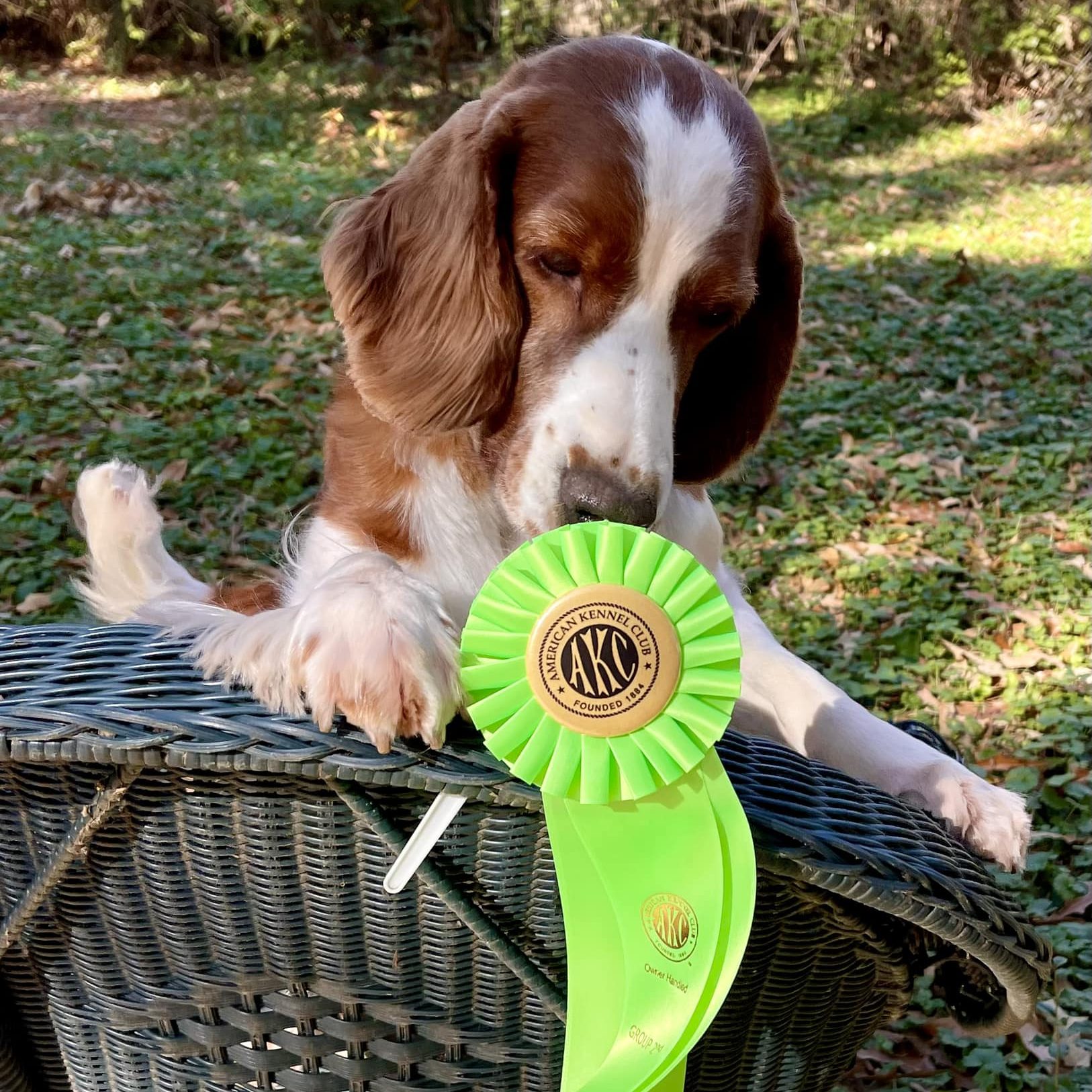 Am Ch Sarabande Dare to Dream (Ai)