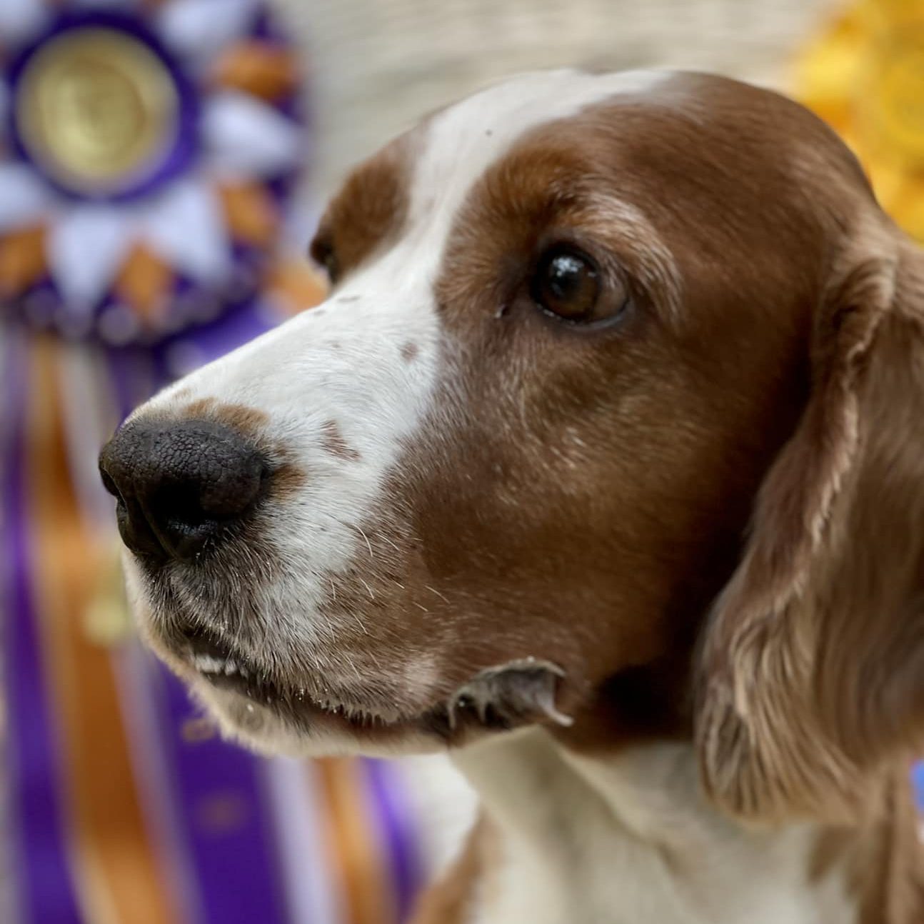 Am Ch Sarabande Dare to Dream (Ai)