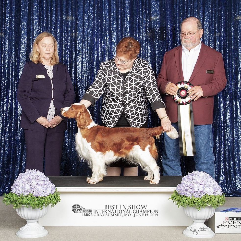 Am Ch Sarabande Dare to Dream (Ai)