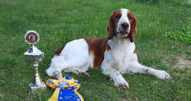 Sarabande Steal A Kiss Ai