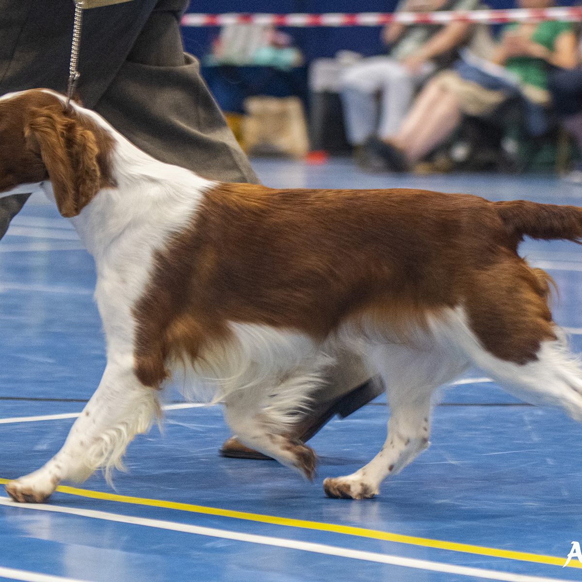 Sarabande Spirit in the Skye JW- Roxy