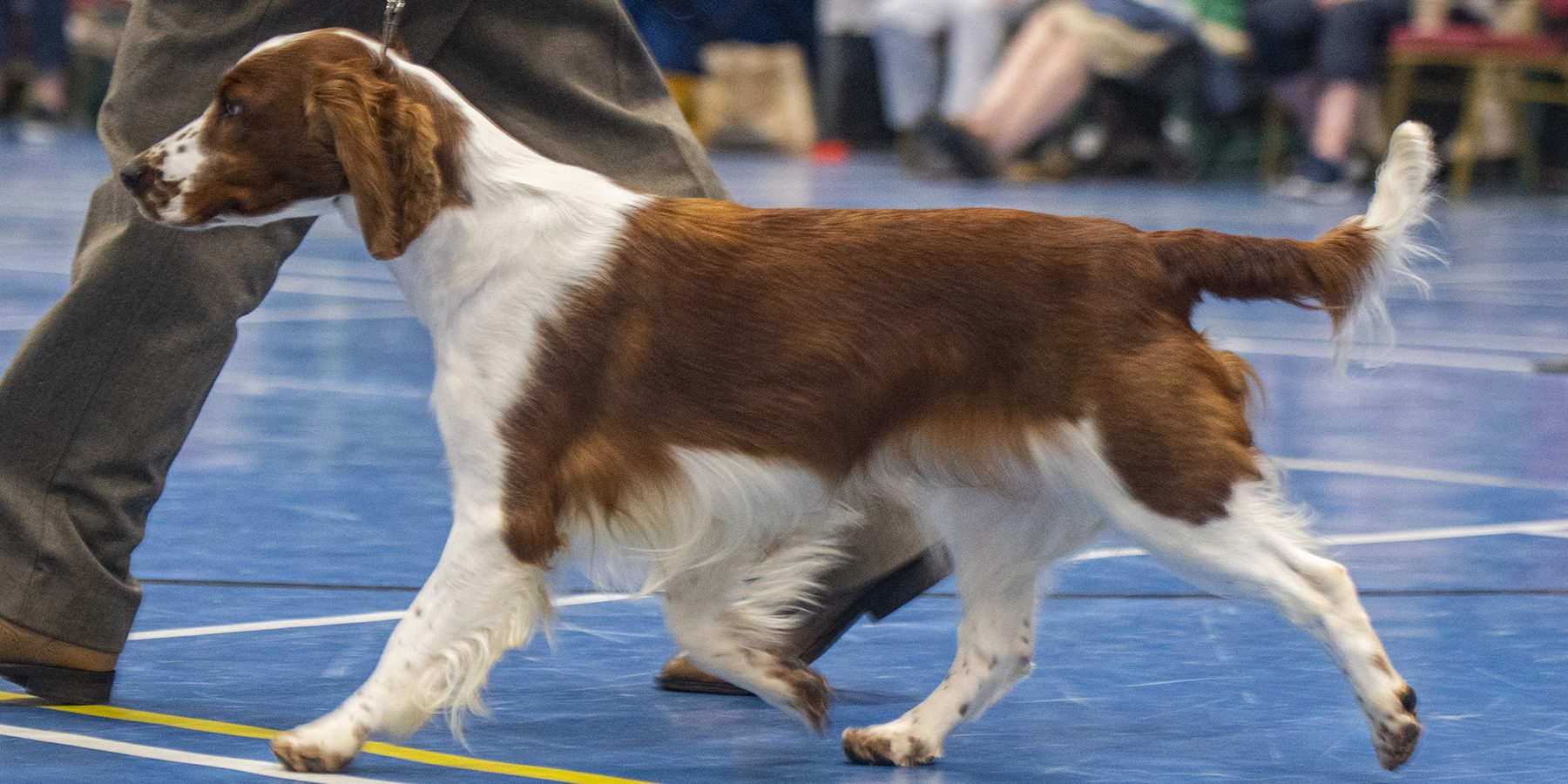 Sarabande Spirit in the Skye JW- Roxy