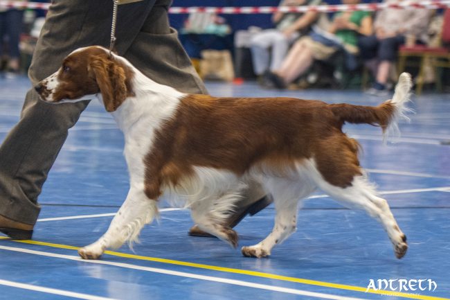 Sarabande Spirit in the Skye JW- Roxy