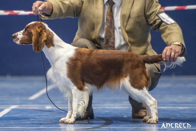 Sarabande Spirit in the Skye JW - Roxy