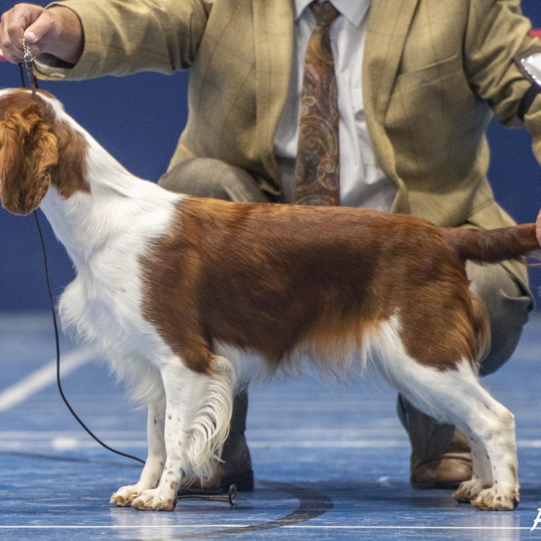 Sarabande Spirit in the Skye JW - Roxy